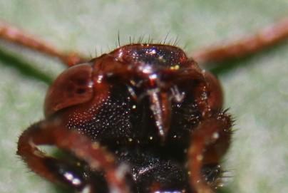 Réf. 348 983 : Nomada sp.